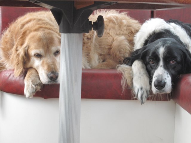 honden.jpg