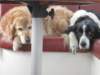 honden_small.jpg