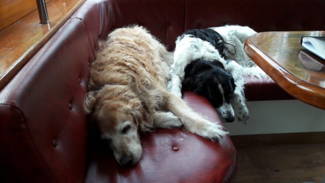 honden.jpg