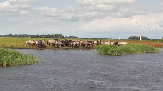 paarden.jpg